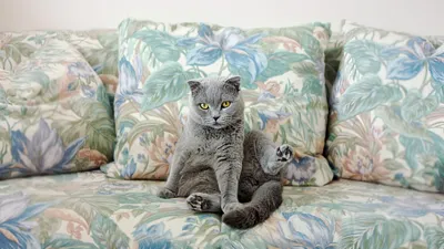 Tous les chats sont gris la nuit